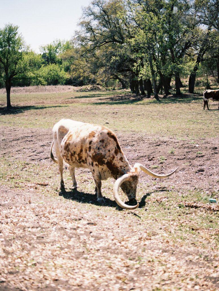 Longhorn at Ranch Austin in Austin, TX